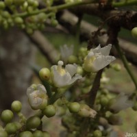 Lepisanthes tetraphylla var. tetraphylla (Vahl) Radlk.